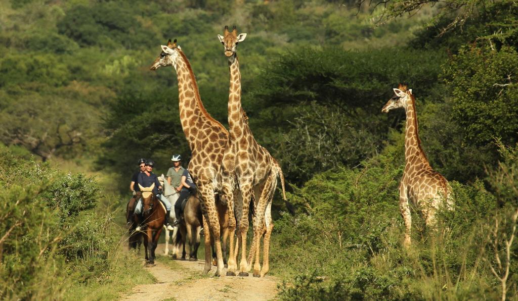 Pakamisa Private Game Reserve Понгола Экстерьер фото