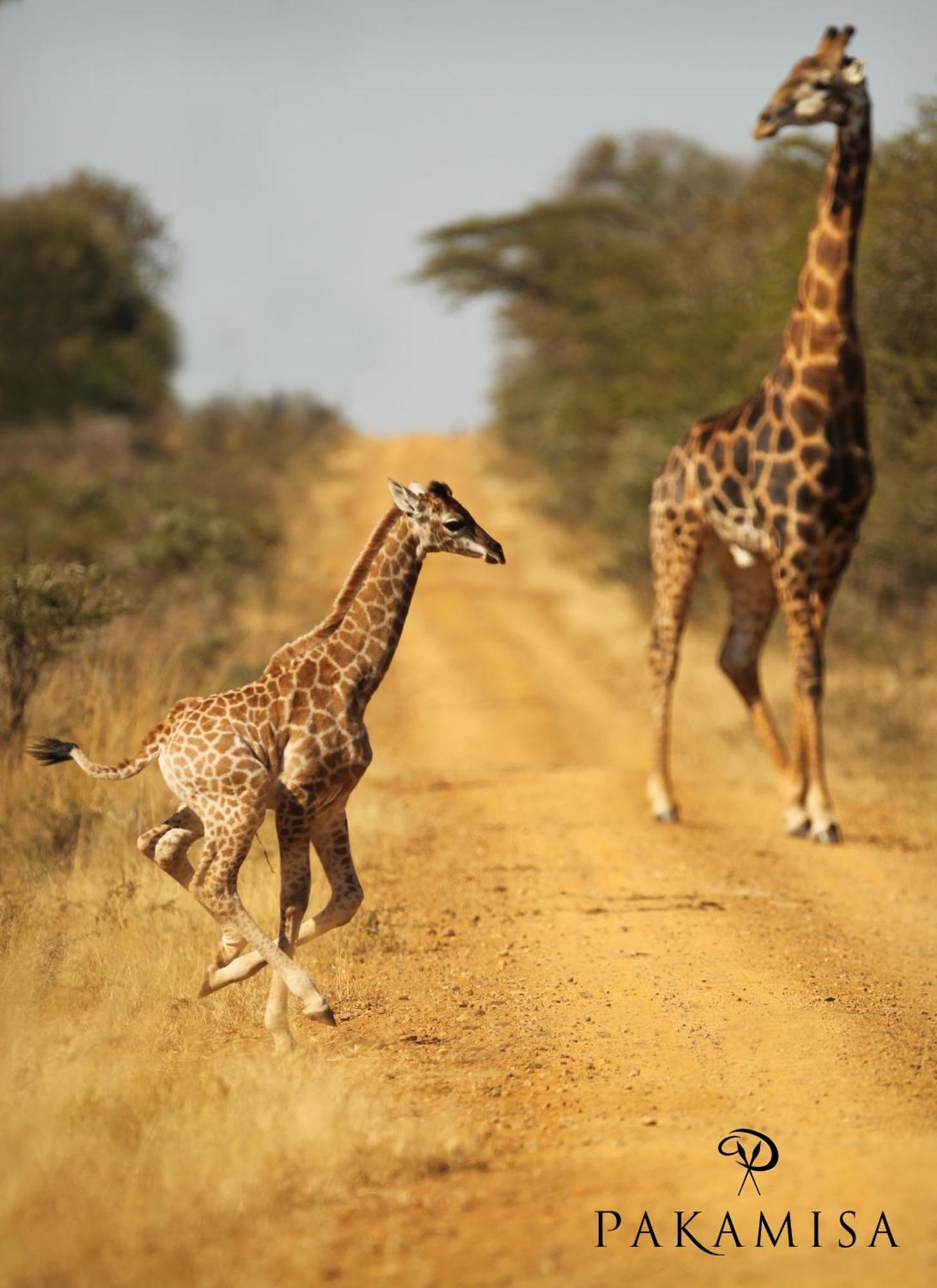 Pakamisa Private Game Reserve Понгола Экстерьер фото